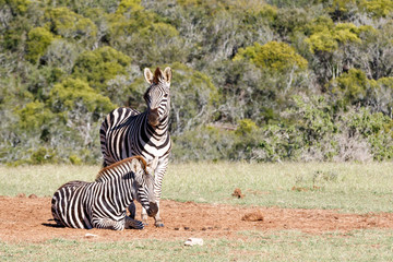Zebra standing and watching over his partner