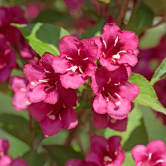 Weigelie, Weigela