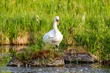 Swan before sunset cleaning his feathers.