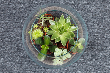Top view on succulent plants growing in a glass vase 