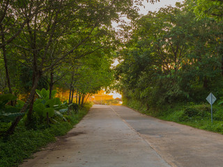 Road among trees of rainforest
