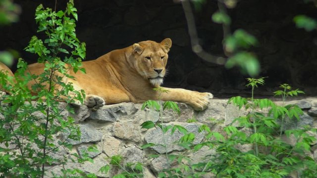 Lion lies on the rocks in the zoo. Resting surrounded by green trees.