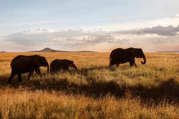 Fototapeta na wymiar Family of elephants in the savannah at sunset .