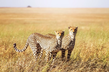 Two cheetahs in the Serengeti National Park. Synchronous position .