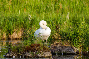 Swan before sunset cleaning his feathers.
