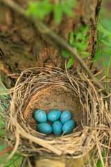 Six blue eggs of the thrush in the straw nest on a tree in the forest
