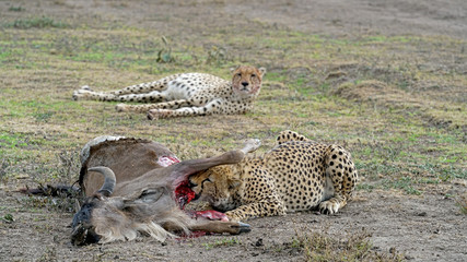 Cheetah of South Serengeti, Tanzania