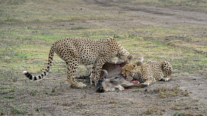 Cheetah of South Serengeti, Tanzania