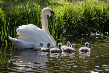 swanlings or cygnets in water