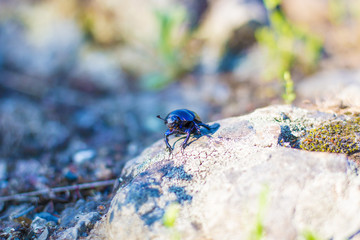 Dung beetle