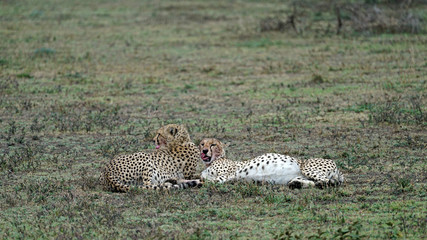 Cheetah of South Serengeti, Tanzania