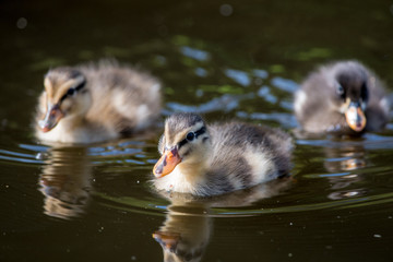 Baby ducklings with reflection