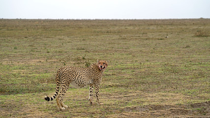 Cheetah of South Serengeti, Tanzania