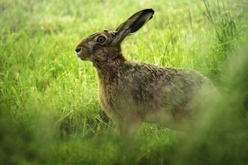 European hare (Lepus europaeus) on a green meadow, because of its fertility the wild animal has become a symbol for spring and easter