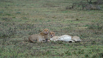 Cheetah of South Serengeti, Tanzania