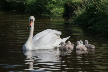 swanlings or cygnets in water