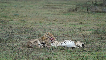 Cheetah of South Serengeti, Tanzania