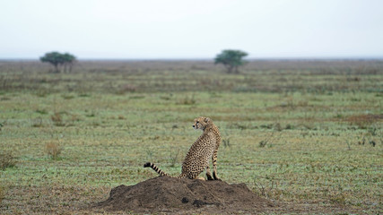 Cheetah of South Serengeti, Tanzania