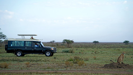 Cheetah of South Serengeti, Tanzania