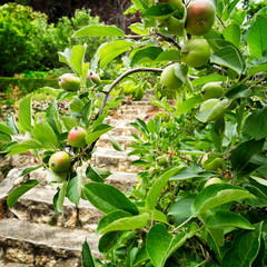 Apple tree in a beautiful garden. Baby fruit growing on the tree. Close up detail