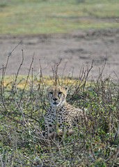 Cheetah of South Serengeti, Tanzania
