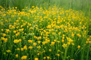 Fototapeta premium Meadow flowers. Slovakia