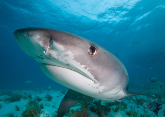 Obraz na płótnie Canvas Tiger shark.