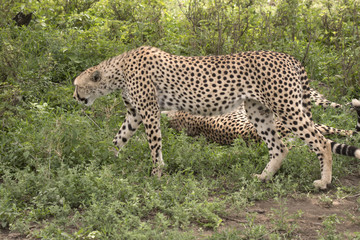 Walking Cheetah
