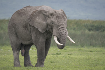 Fototapeta na wymiar Elephant Closeup