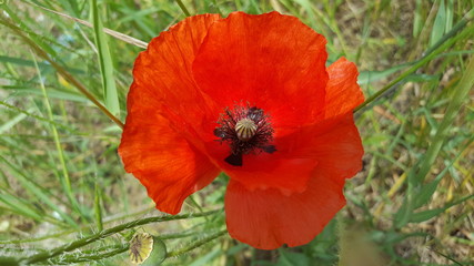 Red poppies close-up