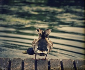KACZKA DUCK © MICHA