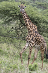 Tall Giraffe, Serengeti