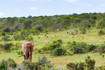 Fototapeta na wymiar Elephant surrounded with bushes