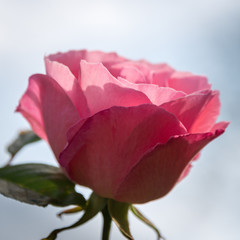 pink rose