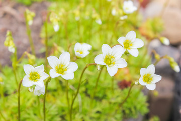 Gentle, beautiful, flowers, decorative moss, Vaughn green foliage. White flowers on a green background. Decorative moss blooms..