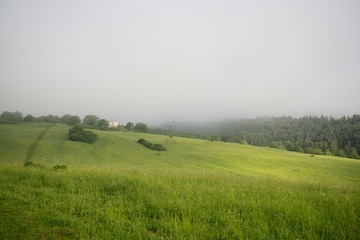 Fototapeta na wymiar Sheep on the meadow. Slovakia