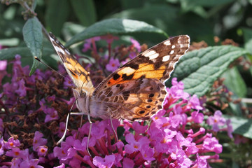 Distelfalter - Vanessa cardui