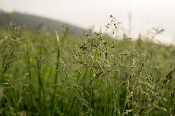 Grass in the forest. Slovakia