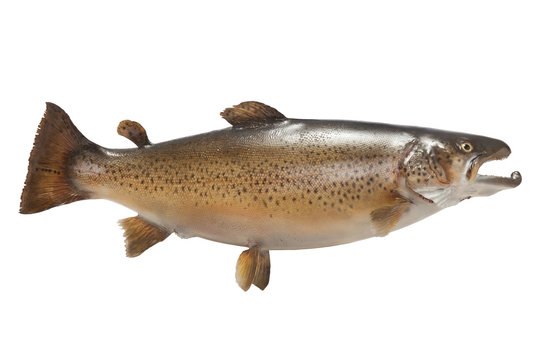 Big brown trout isolated on white