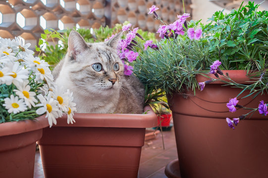 Cat In A Plant Pot.