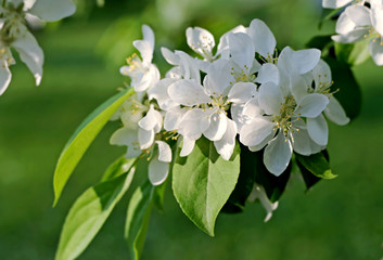 branch of a blossoming tree