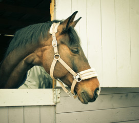 The horse stands in the stall and looked out. Beautiful horse stuck his head out of the stall..