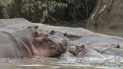 Mother and Baby Hippo, Serengeti