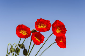 Obraz premium Mohnblüten