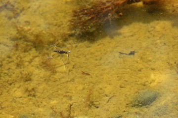 Wasserläufer auf der Wasseroberfläche
