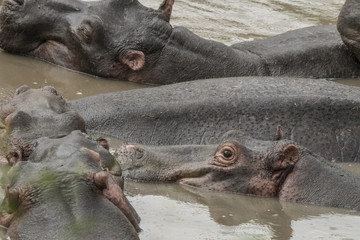 Hippo Grouping, Serengeti