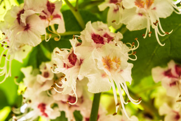 Flowering chestnut close-up on a background of green leaves