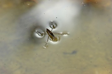 Wasserläufer mit Beute auf der Wasseroberfläche
