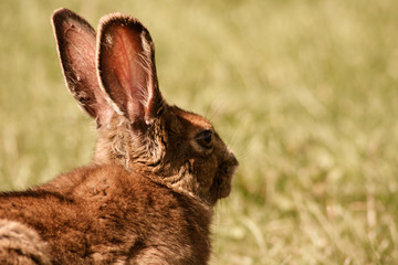 Hare