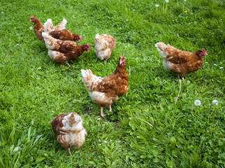 Hühner in artgerechter Freilandhaltung in Schleswig-Holstein, Deutschland 